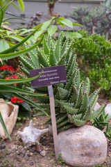 Aloe humilis