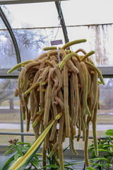 Aporocactus flagelliformis