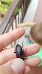 Carabus germarii