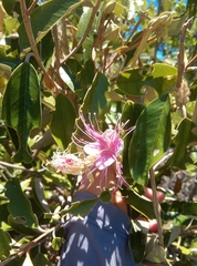 Quadrella jamaicensis