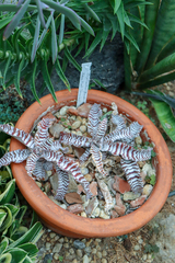 Cryptanthus zonatus