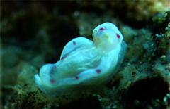 Ceratosoma