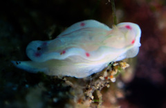 Ceratosoma