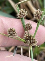 Cyperus reflexus