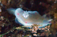 Ceratosoma