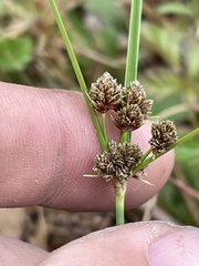 Cyperus reflexus