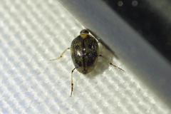 Peltodytes edentulus
