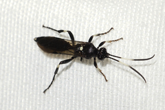 Ichneumon deliratorius
