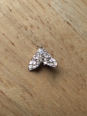 Lygropia rivulalis