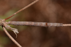 Catocala andromedae