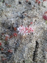 Sedum arenarium