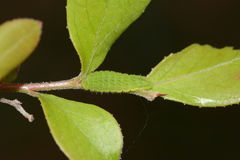 Satyrium liparops