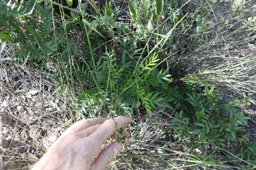 Image of Owenia acidula by (c) Greg Tasney, some rights reserved (CC BY-SA)