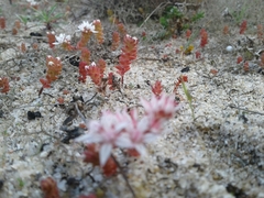 Sedum arenarium