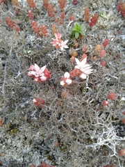 Sedum arenarium