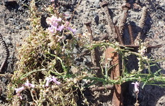 Cyphia digitata digitata