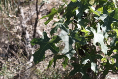 Brachychiton australis