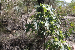 Brachychiton australis