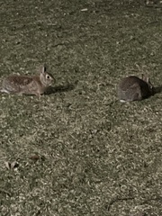 Sylvilagus floridanus