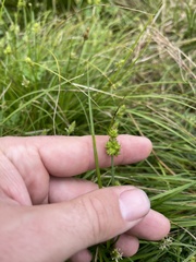 Carex leavenworthii