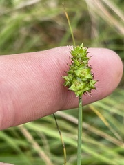 Carex leavenworthii