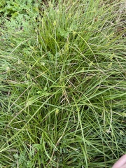 Carex leavenworthii