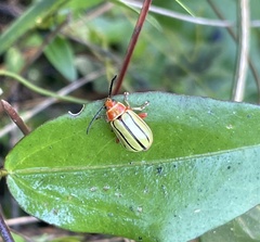 Disonycha quinquelineata