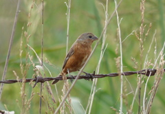 Sporophila hypoxantha