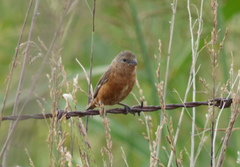 Sporophila hypoxantha