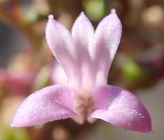 Cyphia digitata digitata