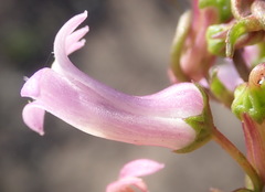 Cyphia digitata digitata