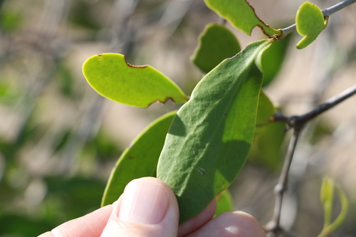 Image of Amyema conspicua by (c) Greg Tasney, some rights reserved (CC BY-SA)