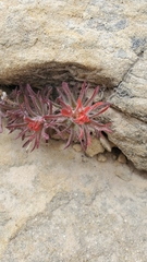 Castilleja scabrida