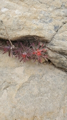 Castilleja scabrida