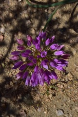 Allium fimbriatum