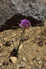 Allium fimbriatum