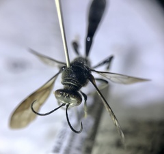 Trypoxylon lactitarse