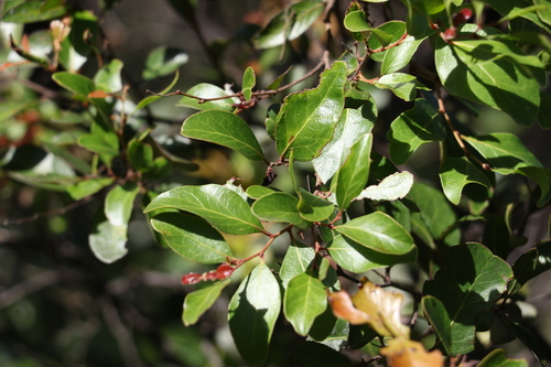 Image of Cadellia pentastylis by (c) Greg Tasney, some rights reserved (CC BY-SA)