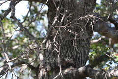 Cadellia pentastylis