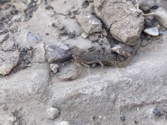 Stahnkeus deserticola