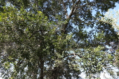 Cadellia pentastylis