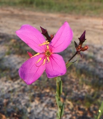 Rhexia alifanus