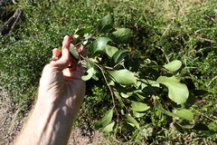 Cadellia pentastylis