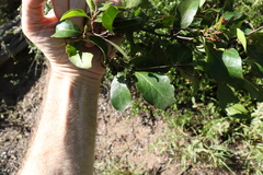 Cadellia pentastylis