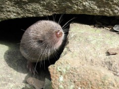 Northern Short-Tailed Shrew photo 5