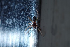 Steatoda erigoniformis