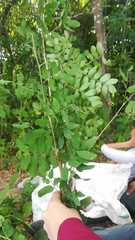 Lonchocarpus lanceolatus