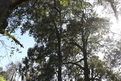 Cadellia pentastylis