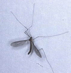 Leptotarsus hilli