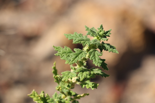 Green crumbweed (Dysphania carinata)
